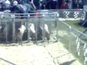 Racing Pigs At The Greenfield Fair