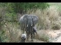 Crazy Lions (animal planet aint got nothin on this Africa Safari)