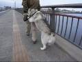 Walk hand in hand, siberian husky hana