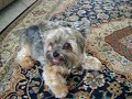 Rupert