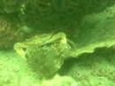 Fighting Crab