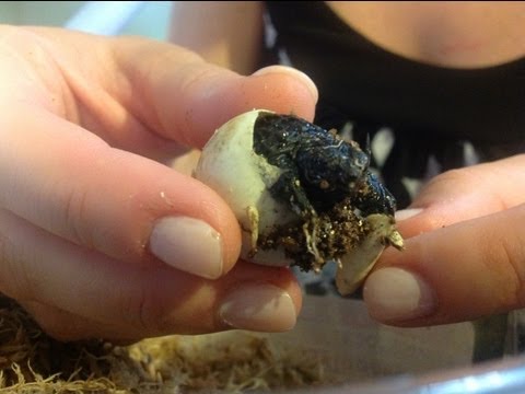 YouTube reptile video