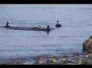 Black Scoters Courting Black Scoters Courting