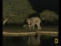 Elephant attack to an injured Wildebeest