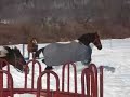 horses running in the snow