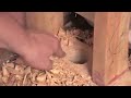 Right Angle Drill Versus a Hole Saw