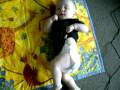 videos de Connor Rolling Over