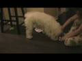 videos de Calvin Christmas