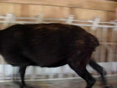 sheep milk