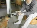 Magic Dog Biscuit Magic Dog Biscuit