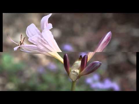 how to transplant gloriosa lily