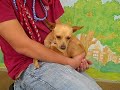 Archie A4067579