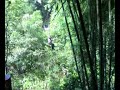 SITI KEW SITI KEW