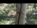 Click here to watch this video redovisning gårdsjön