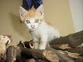 pet rescue