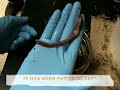 Earthworm Dissection Earthworm Dissection