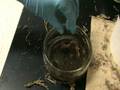 Earthworm Dissection