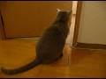 Cat meets Kitten