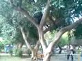 parkour-very big jump parkour-very big jump