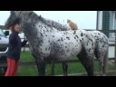 www.therapiereiten-knabstrupper.ch
