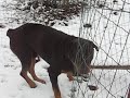 Pirmas sniegas (first snow) Pirmas sniegas (first snow)