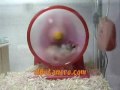 videos de Funny Hamster racing