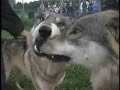 Wolfgang &amp; Wotan Muzzle Grab at Wolf Park