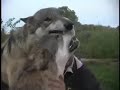 Wolfgang  Wotan Muzzle Grab at Wolf Park