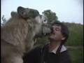Wolfgang & Wotan Muzzle Grab at Wolf Park