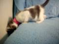 Noel The Kitten- Sumter Humane Society