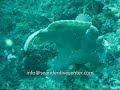 Hungry Frog fish