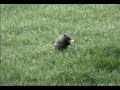 A groundhog