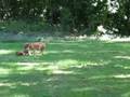Our Boxer Playing With a Rhodesian Ridgeback