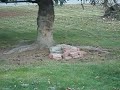 Alaskan Magpie