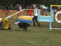 Dog Agility European Open 2008 - GB Large Team 4 - 3rd