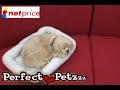 パーフェクトペット