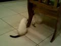 Puppy doesn't let kitten have any toys