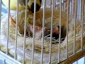 Canario timbrado, cría Canario timbrado, cría