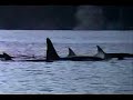 Les orques (killers whales) Les orques (killers whales)