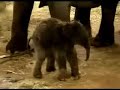 Marlar, Elephant-Baby-Princessa - on her very Birthday