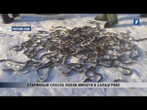 где в ленинградской области ловят миногу где в ленинградской области ловят миногу