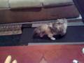 My father saidlose some weight on the mill