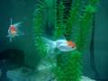 oranda fish and blcak scalar