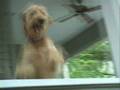 goldendoodle smile