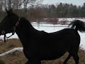 Cute black 2007 SE colt,IAK Baraka