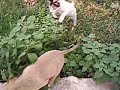 layth and baetty chat chien