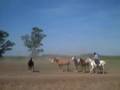 Gauchos and horse riding, Argentina