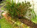 videos de The Garden Project, Chapter 1 Cleaning up Part 1
