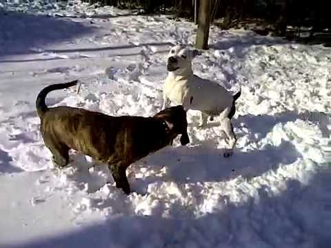 fila brasileiro