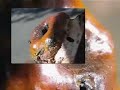 Australian stingless bees - the nest entrance Australian stingless bees - the nest entrance